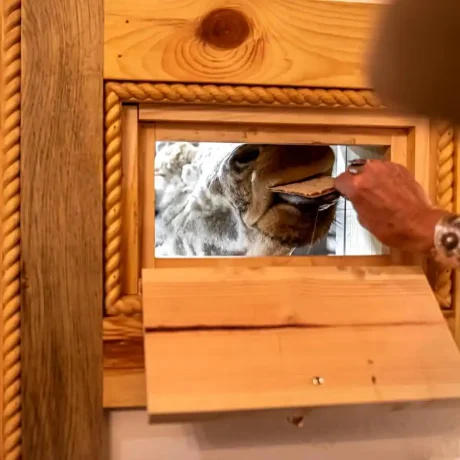 A luxury suite with large windows overlooking a giraffe barn, capturing the unique wildlife experience at Oak Meadow Ranh RV in Valley View, TX.