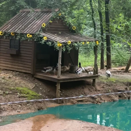 A cozy, wooden cabin nestled in a scenic setting with the sun setting behind it, emphasizing the rustic charm and peaceful atmosphere at Oak Meadow Ranch RV in Valley View, TX.