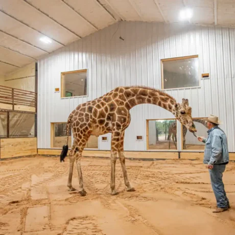 A person or couple feeding a giraffe from their accommodation, capturing the unique safari experience available onsite at Oak Meadow Ranch RV in Valley View, TX.