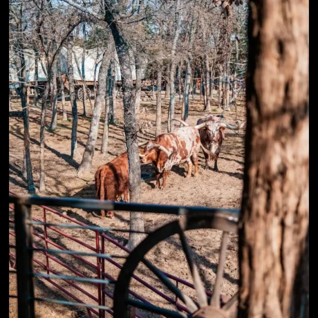 A cozy, wooden cabin nestled in a scenic setting with the sun setting behind it, emphasizing the rustic charm and peaceful atmosphere at Oak Meadow Ranch RV in Valley View, TX.