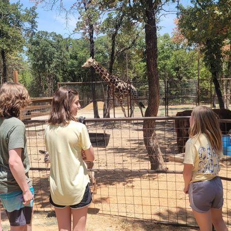 Guests on a safari tour, viewing exotic animals like giraffes, creating a unique wildlife experience at the ranch at Oak Meadow Ranh RV in Valley View, TX.