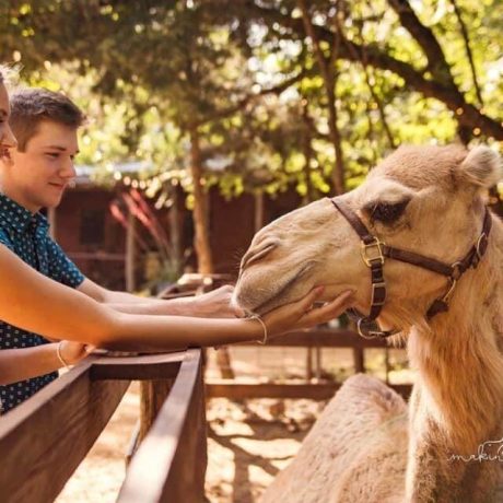 Guests on a safari tour, viewing exotic animals like giraffes, creating a unique wildlife experience at the ranch at Oak Meadow Ranh RV in Valley View, TX.