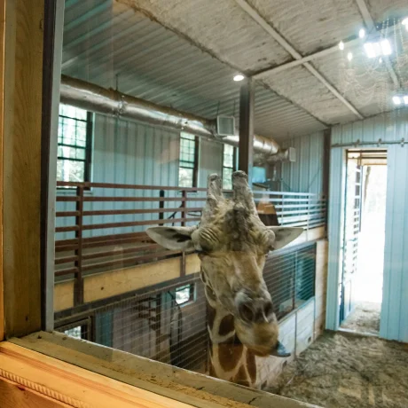 A luxury suite with large windows overlooking a giraffe barn, capturing the unique wildlife experience at Oak Meadow Ranh RV in Valley View, TX.