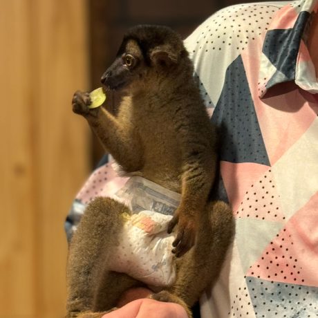 Guests on a safari tour, viewing exotic animals like giraffes, creating a unique wildlife experience at the ranch at Oak Meadow Ranh RV in Valley View, TX.